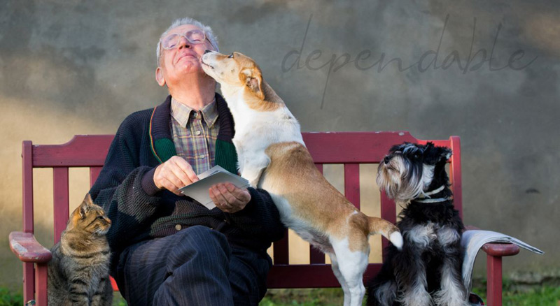 Old man sitting on bench with a book with one cat and two dogs